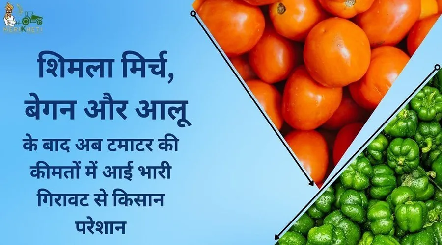 शिमला मिर्च, बैंगन और आलू के बाद अब टमाटर की कीमतों में आई भारी गिरावट से किसान परेशान