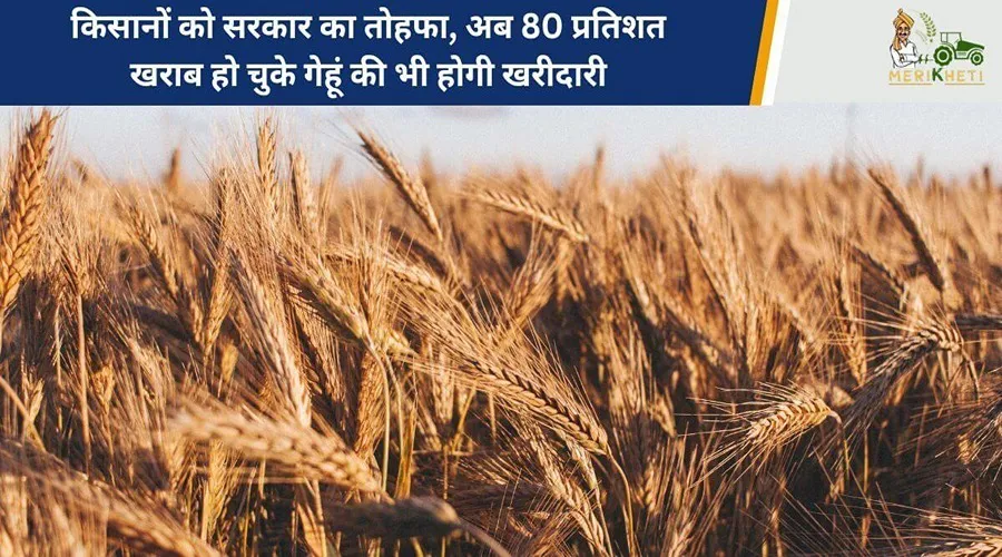 किसानों को सरकार का तोहफा, अब 80 प्रतिशत खराब हो चुके गेहूं की भी होगी खरीदारी