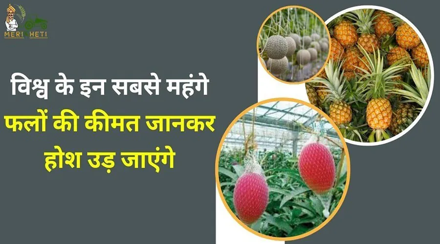 विश्व के इन सबसे महंगे फलों की कीमत जानकर होश उड़ जाएंगे