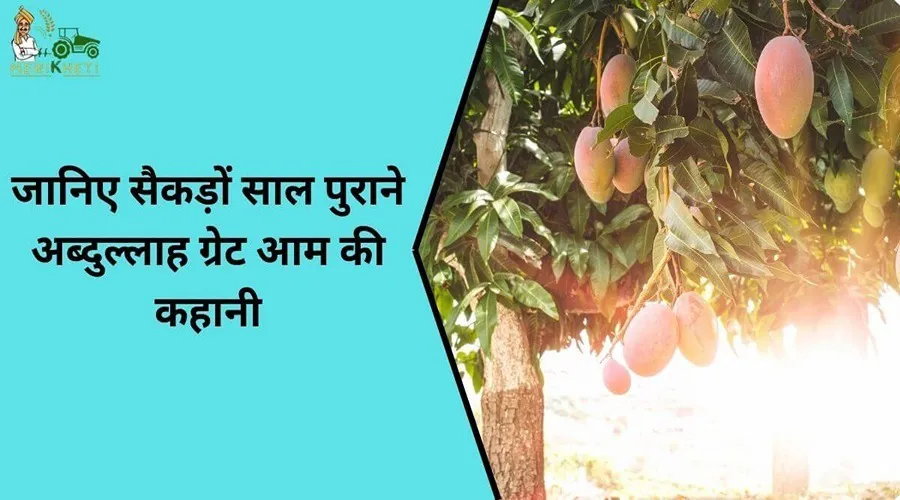 जानिए सैकड़ों साल पुराने अब्दुल्लाह ग्रेट आम की कहानी