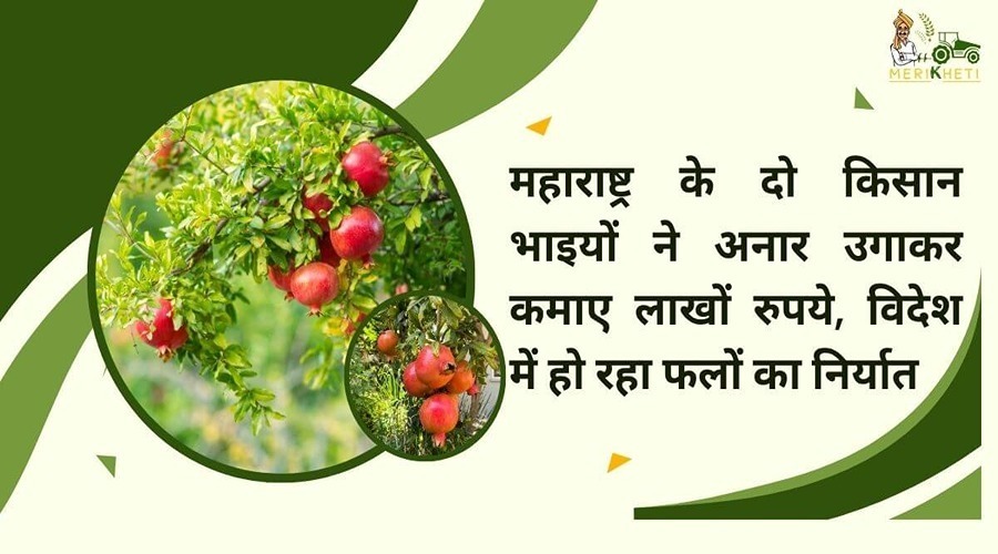 महाराष्ट्र के दो किसान भाइयों ने अनार उगाकर कमाए लाखों रुपये, विदेश में हो रहा फलों का निर्यात