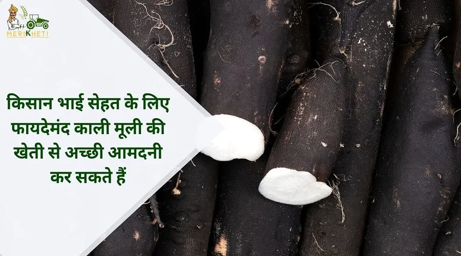 किसान भाई सेहत के लिए फायदेमंद काली मूली की खेती से अच्छी आमदनी कर सकते हैं