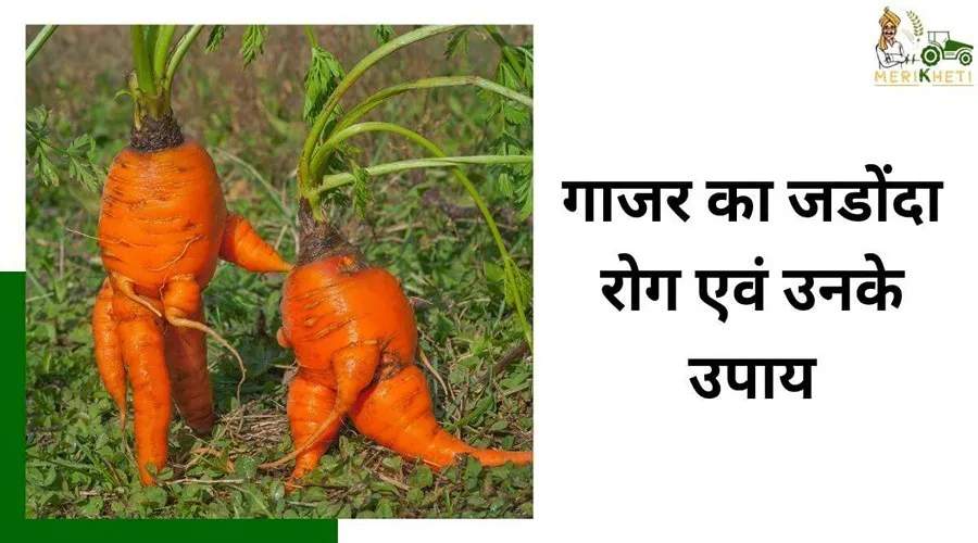 गाजर का जडोंदा रोग एवं उनके उपाय