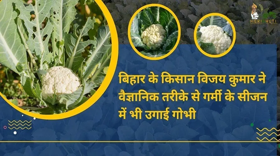 बिहार के किसान विजय कुमार ने वैज्ञानिक तरीके से गर्मी के सीजन में भी उगाई गोभी