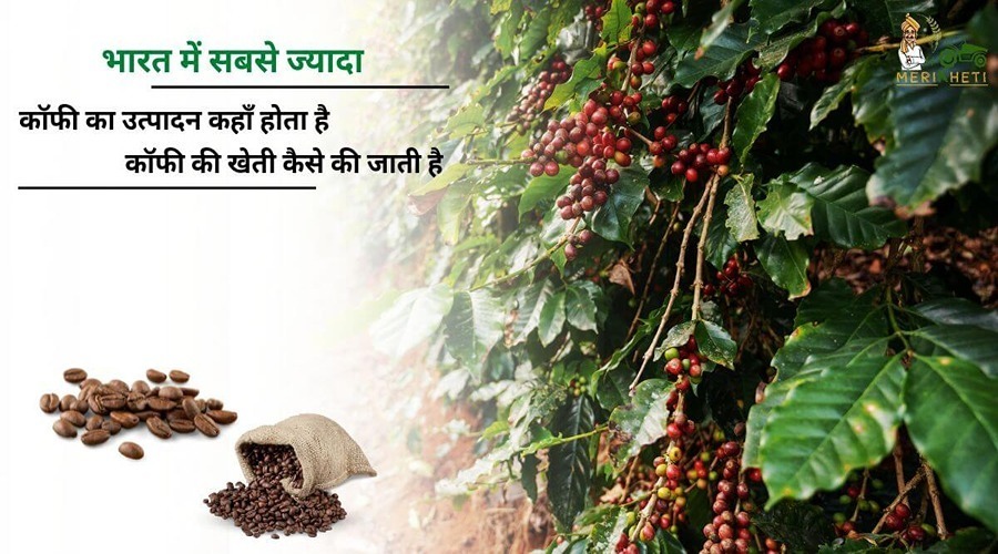 भारत में सबसे ज्यादा कॉफी का उत्पादन कहाँ होता है, कॉफी की खेती कैसे की जाती है