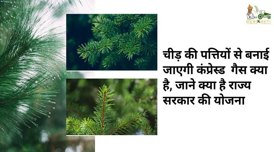 चीड़ की पत्तियों से बनाई जाएगी कंप्रेस्ड गैस क्या है, जाने क्या है राज्य सरकार की योजना