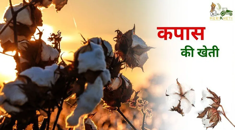 कपास की खेती की संपूर्ण जानकारी
