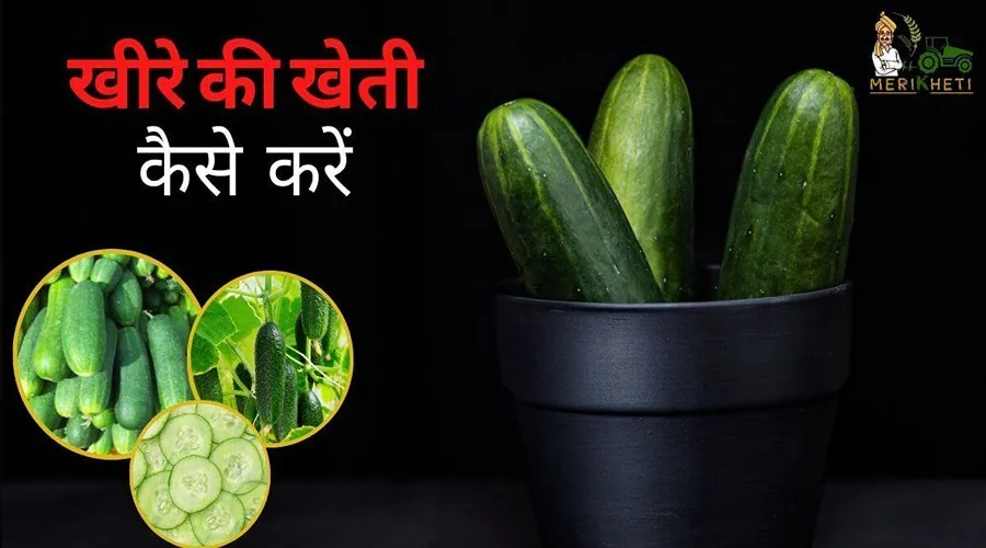कैसे करें खीरे की खेती, जाने फसल से जुड़ी हुई महत्वपूर्ण बातें
