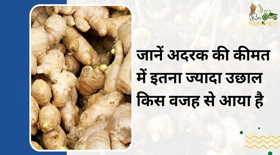 जानें अदरक की कीमत में इतना ज्यादा उछाल किस वजह से आया है