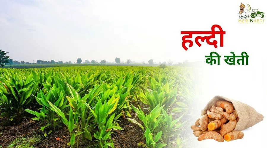 Turmeric Cultivation: हल्दी की खेती से जुड़ी महत्वपूर्ण जानकारी