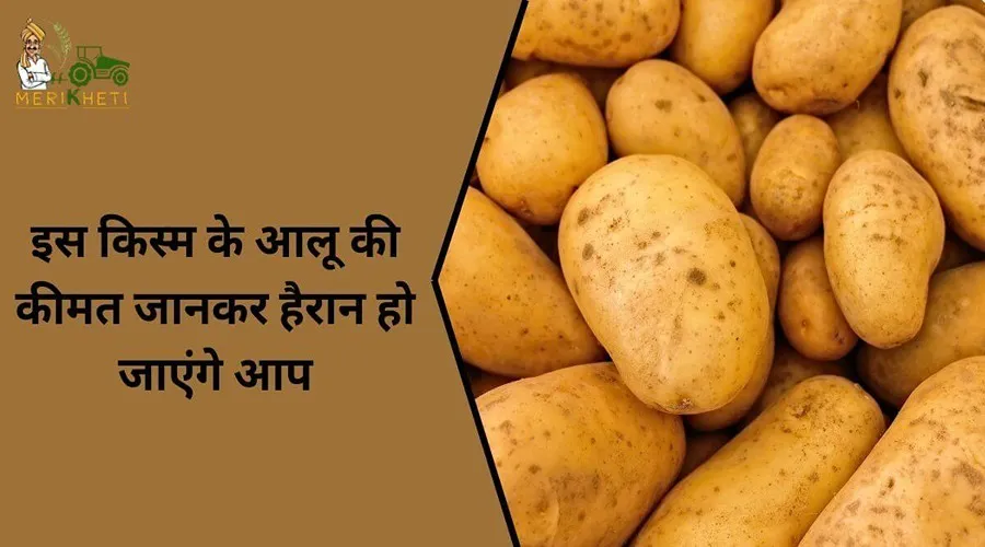 इस किस्म के आलू की कीमत जानकर हैरान हो जाएंगे आप