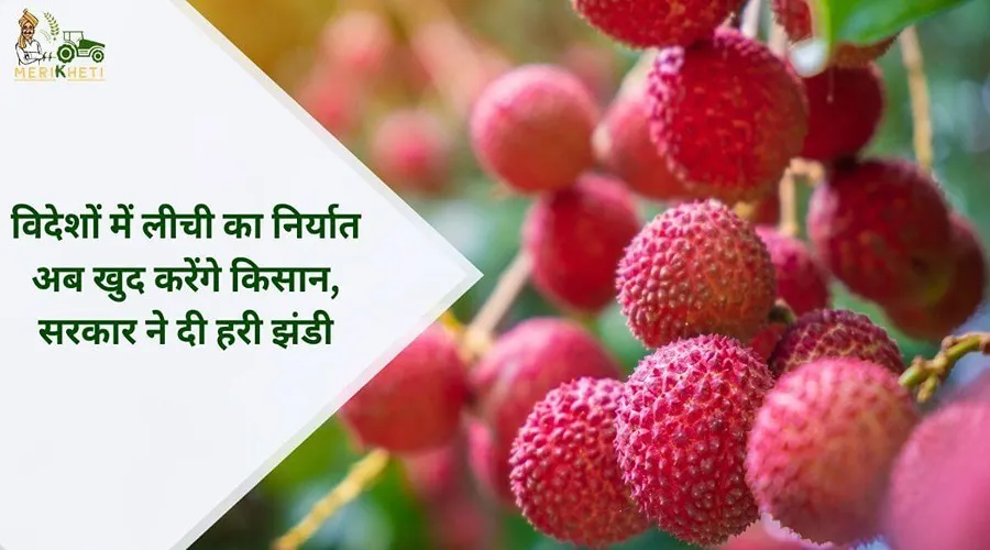 विदेशों में लीची का निर्यात अब खुद करेंगे किसान, सरकार ने दी हरी झंडी