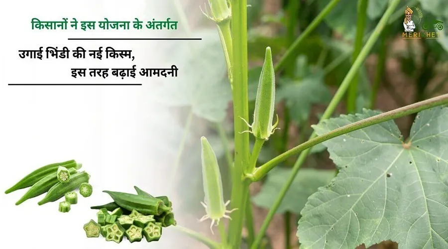किसानों ने इस योजना के अंतर्गत उगाई भिंडी की नई किस्म, इस तरह बढ़ाई आमदनी