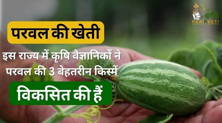 इस राज्य में कृषि वैज्ञानिकों ने परवल की 3 बेहतरीन किस्में विकसित की हैं