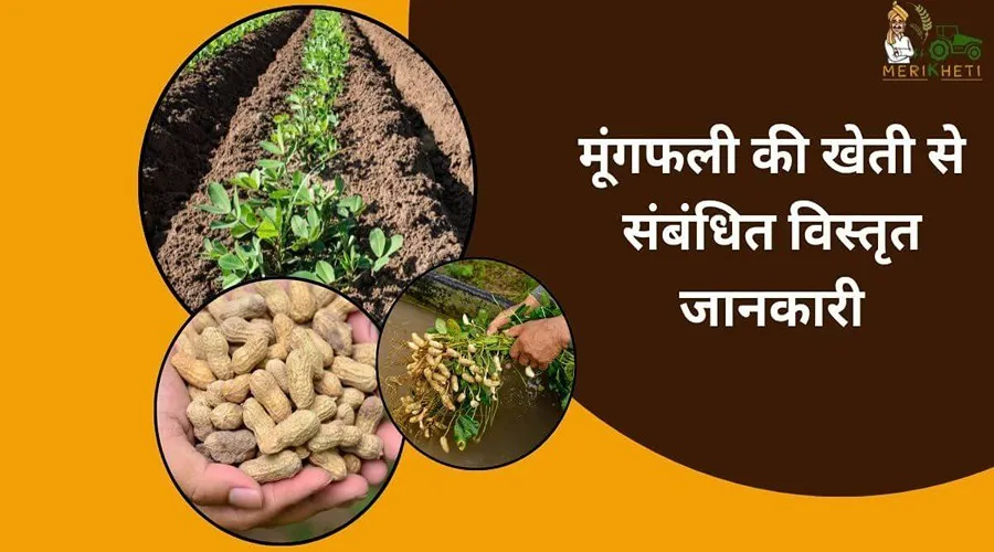 Mungfali Ki Kheti: मूंगफली की खेती से संबंधित विस्तृत जानकारी