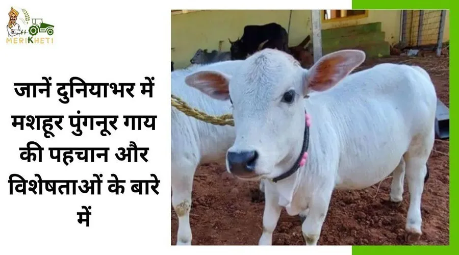 जानें दुनियाभर में मशहूर पुंगनूर गाय की पहचान और विशेषताओं के बारे में