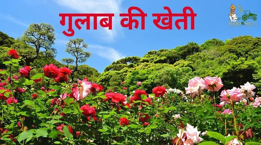 इस राज्य के गुलाब उत्पादक किसान ने गुलाब की खेती कर मिशाल पेश की है