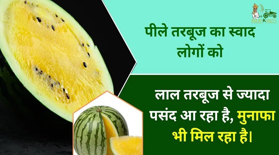 पीले तरबूज का स्वाद लोगों को लाल तरबूज से ज्यादा पसंद आ रहा है, मुनाफा भी मिल रहा है।