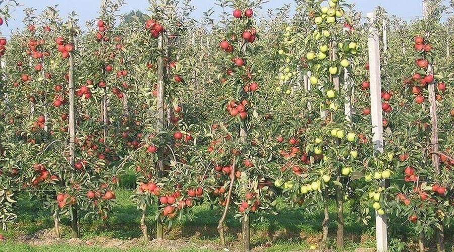 सेब की फसल इस कारण से हुई प्रभावित, राज्य के हजारों किसानों को नुकसान