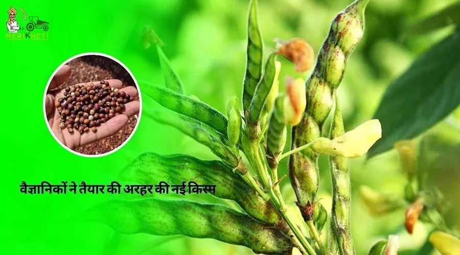वैज्ञानिकों ने तैयार की अरहर की नई किस्म, कम जल खपत में देगी अधिक उपज