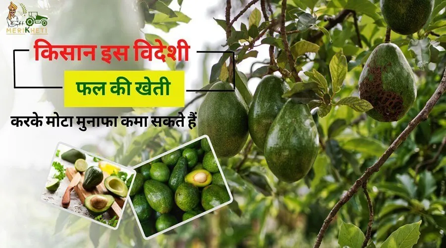 किसान इस विदेशी फल की खेती करके मोटा मुनाफा कमा सकते हैं
