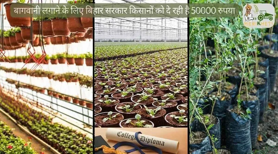 इस राज्य में किसानों को निःशुल्क पौधे, 50 हजार रुपये की अनुदानित राशि भी प्रदान की जाएगी
