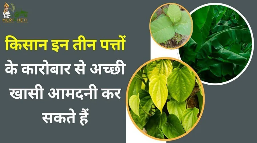 किसान इन तीन पत्तों के कारोबार से अच्छी खासी आमदनी कर सकते हैं