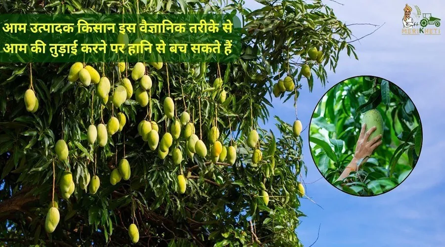 आम उत्पादक किसान इस वैज्ञानिक तरीके से आम की तुड़ाई करने पर हानि से बच सकते हैं