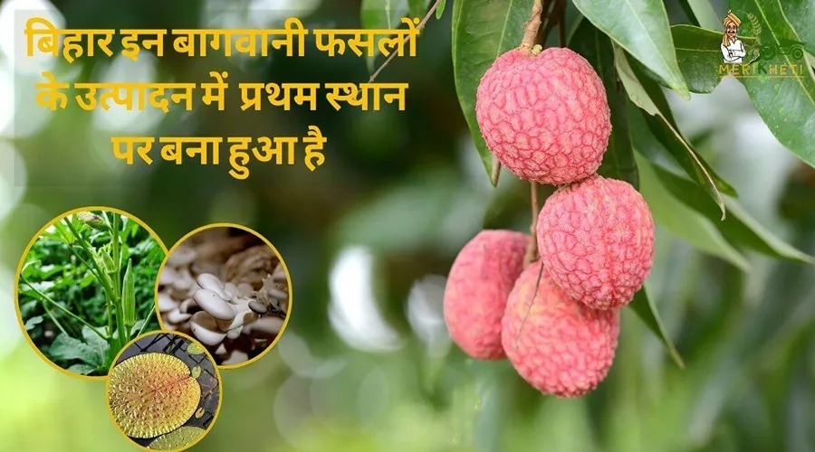 बिहार इन बागवानी फसलों के उत्पादन में प्रथम स्थान पर बना हुआ है