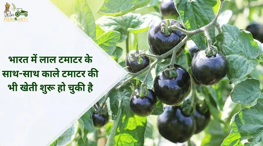 भारत में लाल टमाटर के साथ-साथ काले टमाटर की भी खेती शुरू हो चुकी है