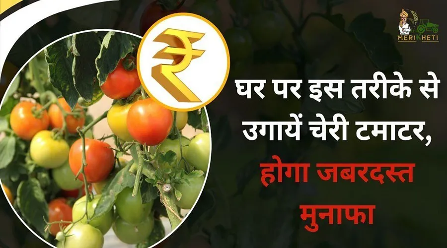 घर पर इस तरीके से उगायें चेरी टमाटर, होगा जबरदस्त मुनाफा