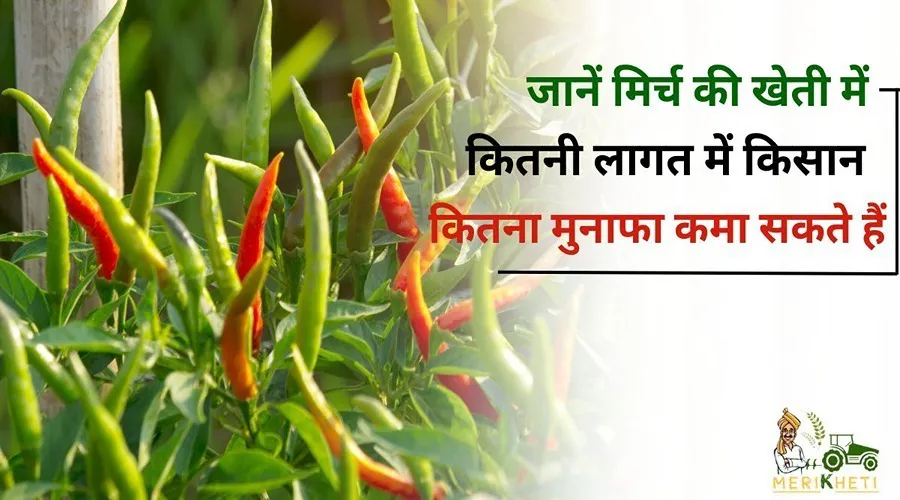 जानें मिर्च की खेती में कितनी लागत में किसान कितना मुनाफा कमा सकते हैं