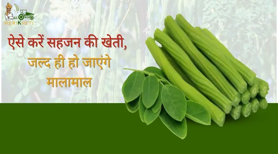 ऐसे करें सहजन की खेती, जल्द ही हो जाएंगे मालामाल