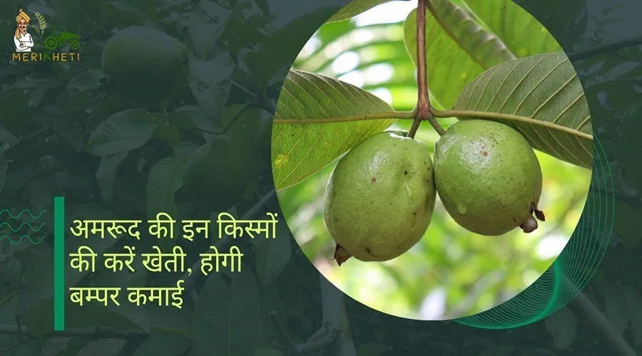 अमरूद की इन किस्मों की करें खेती, होगी बम्पर कमाई