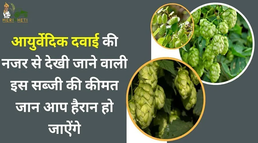 आयुर्वेदिक दवाई की नजर से देखी जाने वाली इस सब्जी की कीमत जान आप हैरान हो जाऐंगे  