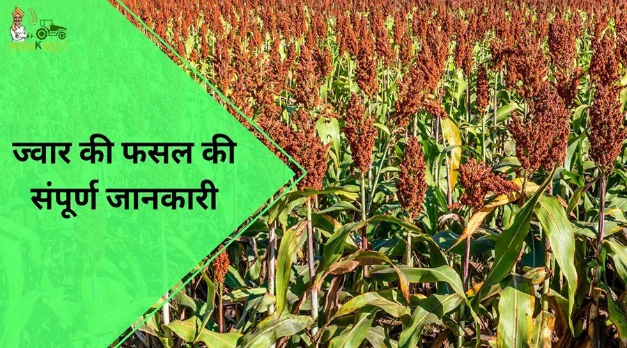 खाद्य एवं चारे के रूप में उपयोग की जाने वाली ज्वार की फसल की संपूर्ण जानकारी 