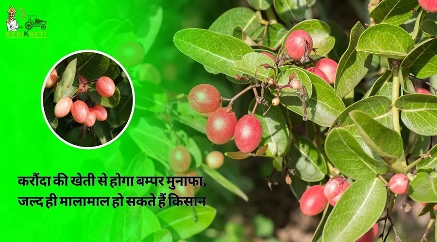 करौंदे की खेती से होगा बम्पर मुनाफा, जल्द ही मालामाल हो सकते हैं किसान