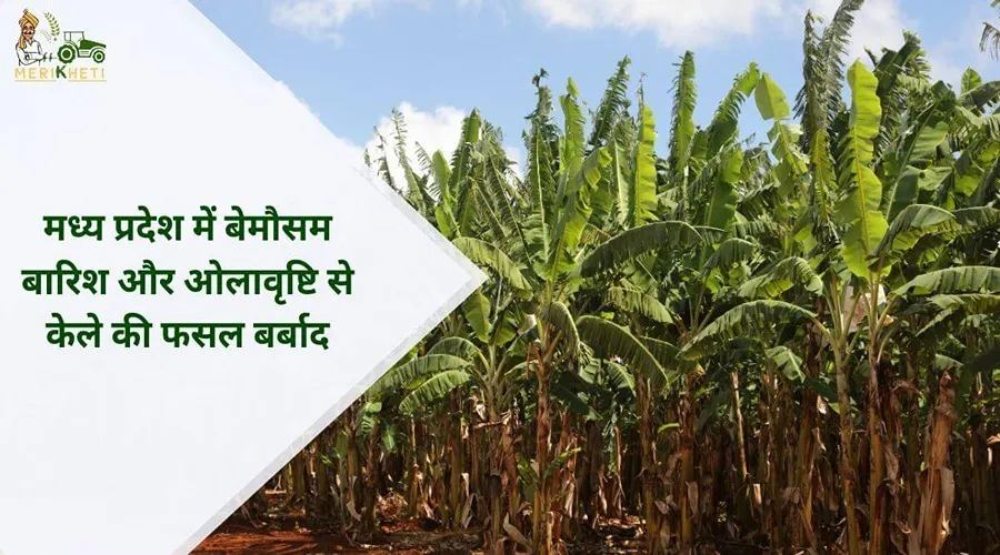 मध्य प्रदेश में बेमौसम बारिश और ओलावृष्टि से केले की फसल बर्बाद, किसान मुआवजे की गुहार कर रहे हैं