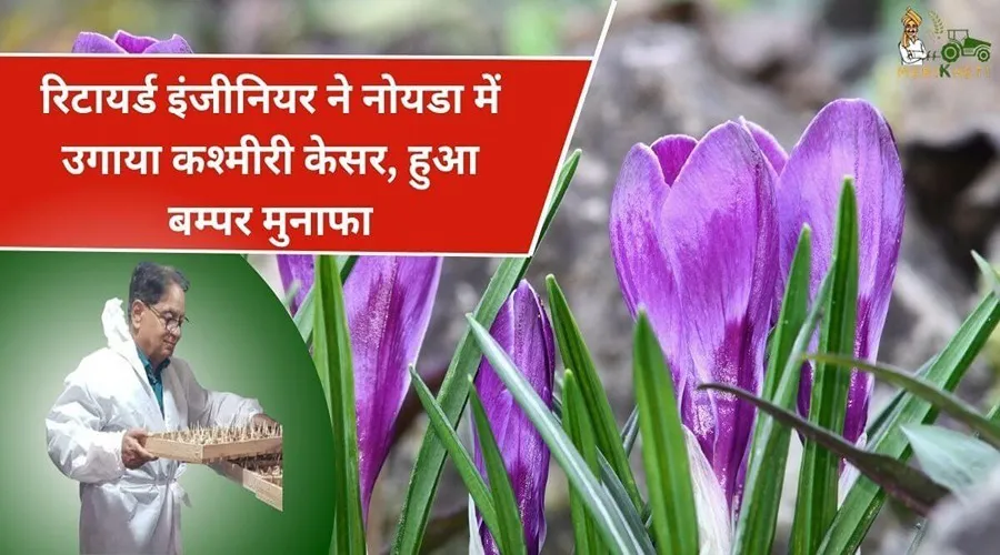 रिटायर्ड इंजीनियर ने नोएडा में उगाया कश्मीरी केसर, हुआ बंपर मुनाफा