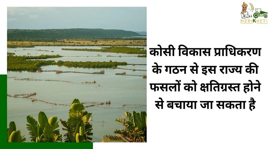कोसी विकास प्राधिकरण के गठन से इस राज्य की फसलों को क्षतिग्रस्त होने से बचाया जा सकता है