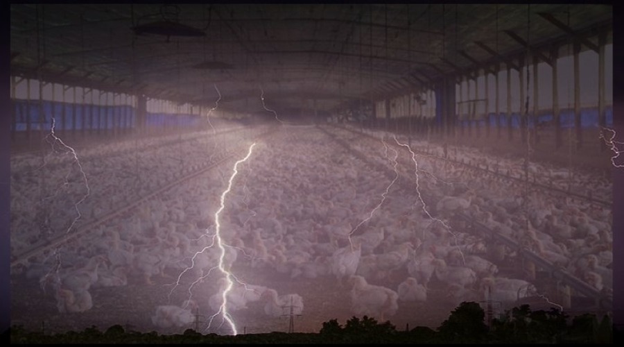 इस राज्य में आकाशीय बिजली गिरने से 1200 मुर्गियों की हुई मौत