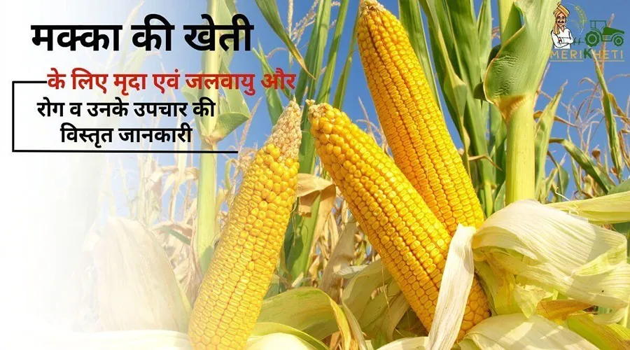 मक्का की खेती के लिए मृदा एवं जलवायु और रोग व उनके उपचार की विस्तृत जानकारी