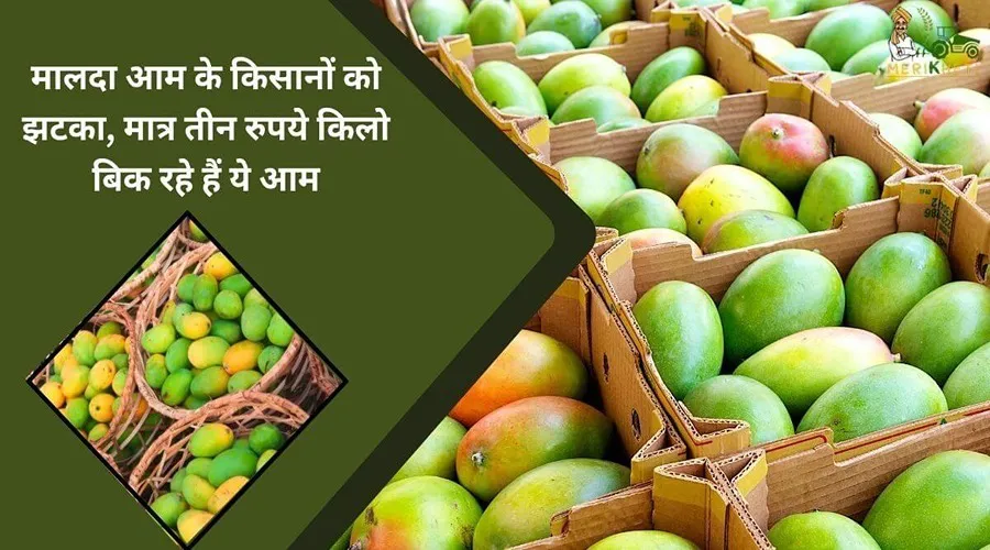 मालदा आम के किसानों को झटका, मात्र तीन रुपये किलो बिक रहे हैं ये आम