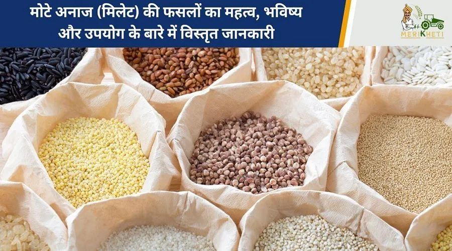 मोटे अनाज (मिलेट) की फसलों का महत्व, भविष्य और उपयोग के बारे में विस्तृत जानकारी