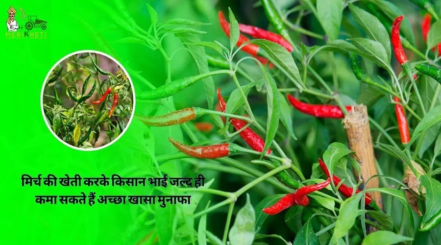 मिर्च की खेती करके किसान भाई जल्द ही कमा सकते हैं अच्छा खासा मुनाफा, इतना आएगा खर्च
