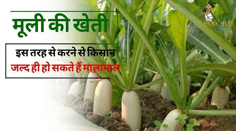 इस तरह से मूली की खेती करने से किसान जल्द ही हो सकते हैं मालामाल