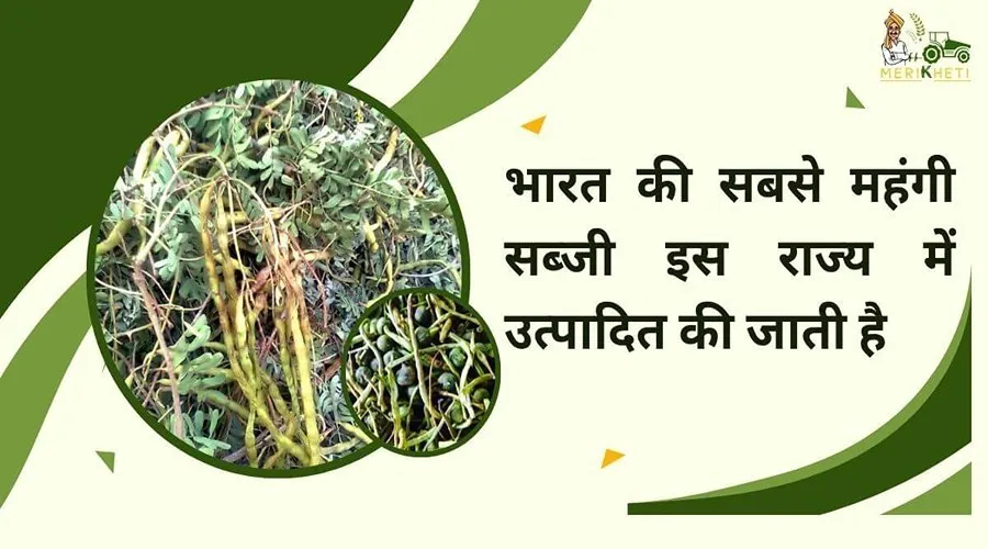 भारत की सबसे महंगी सब्जी इस राज्य में उत्पादित की जाती है