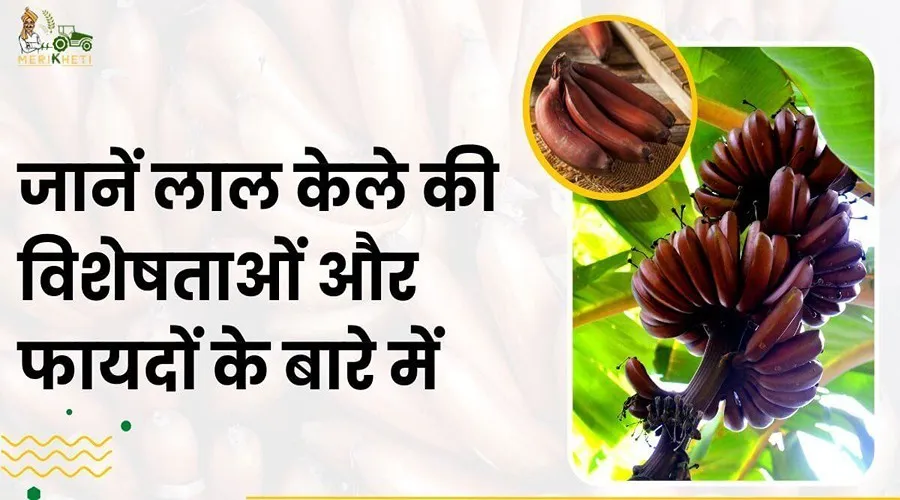 जानें लाल केले की विशेषताओं और फायदों के बारे में