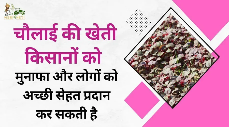चौलाई की खेती किसानों को मुनाफा और लोगों को अच्छी सेहत प्रदान कर सकती है