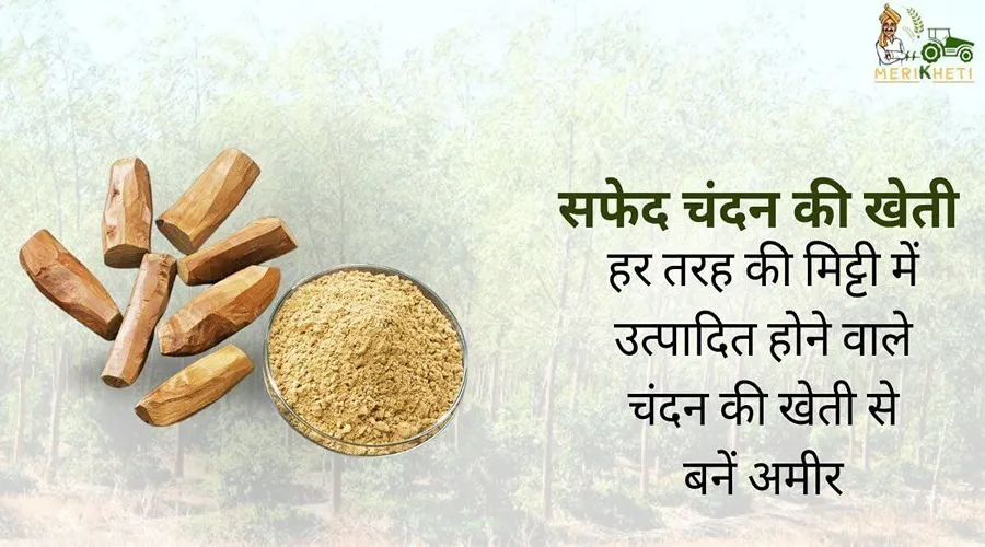 हर तरह की मिट्टी में उत्पादित होने वाले सफेद चंदन की खेती से बनें अमीर